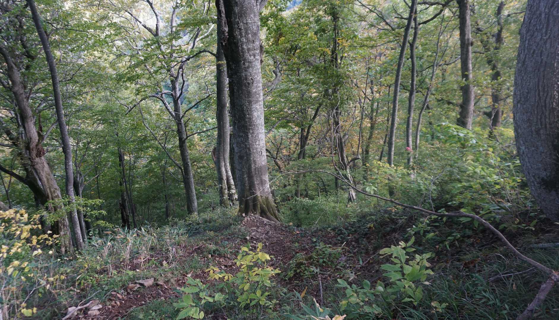 懐かしい信越トレイルを思い出すブナの木。
登山口も近いか❔
結局、最後まで滑りまくり。下半身泥だらけ、ポールで救われるも、滑り止めのアイゼンつけた方がいいほど！