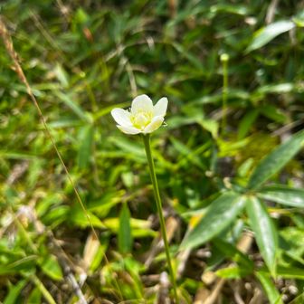 花の写真を撮り