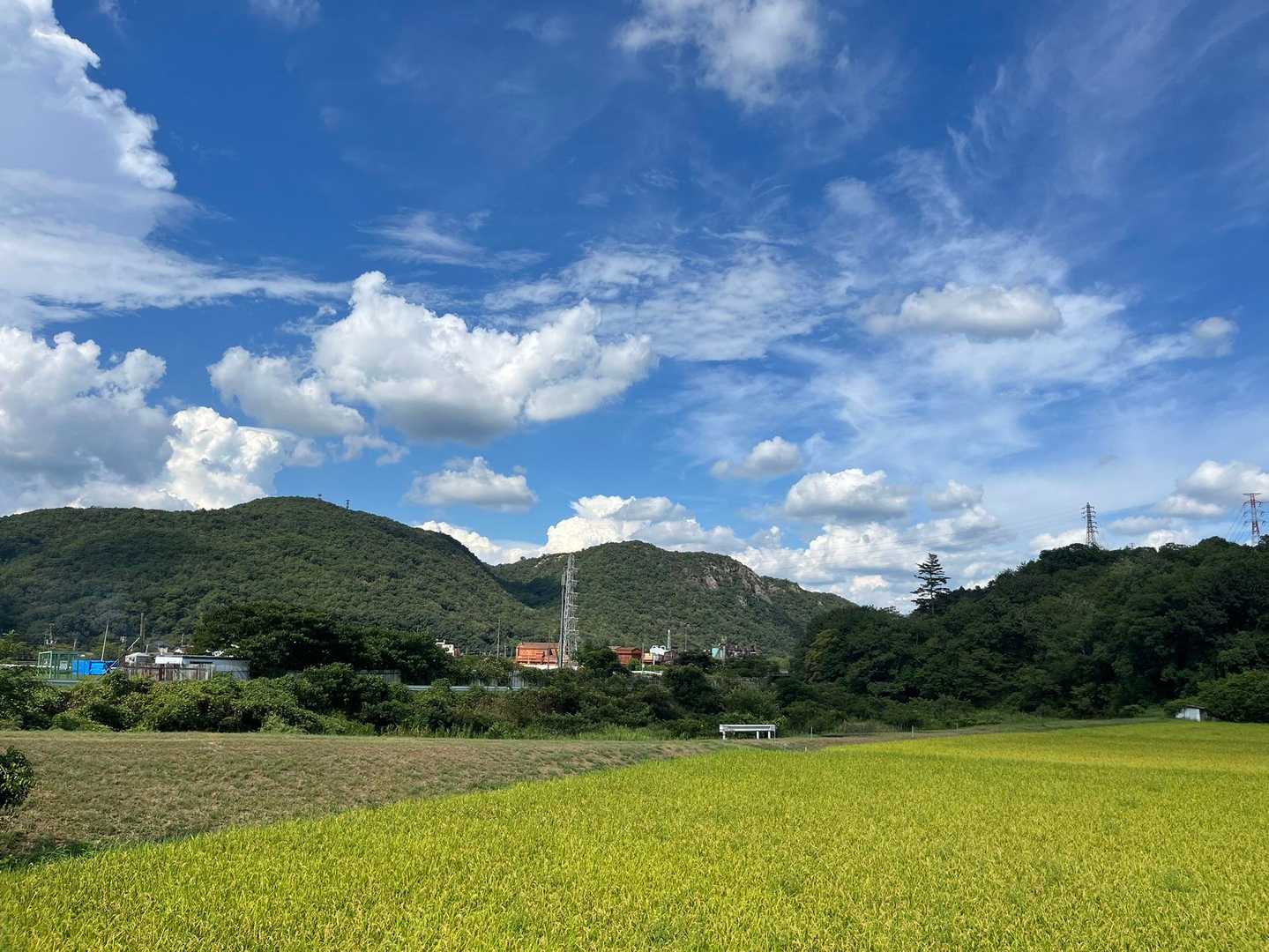 帰り道。田んぼ綺麗だな〜。令和の米騒動おさまれ〜。