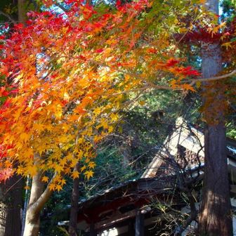 蓑毛の大日堂のモミジ