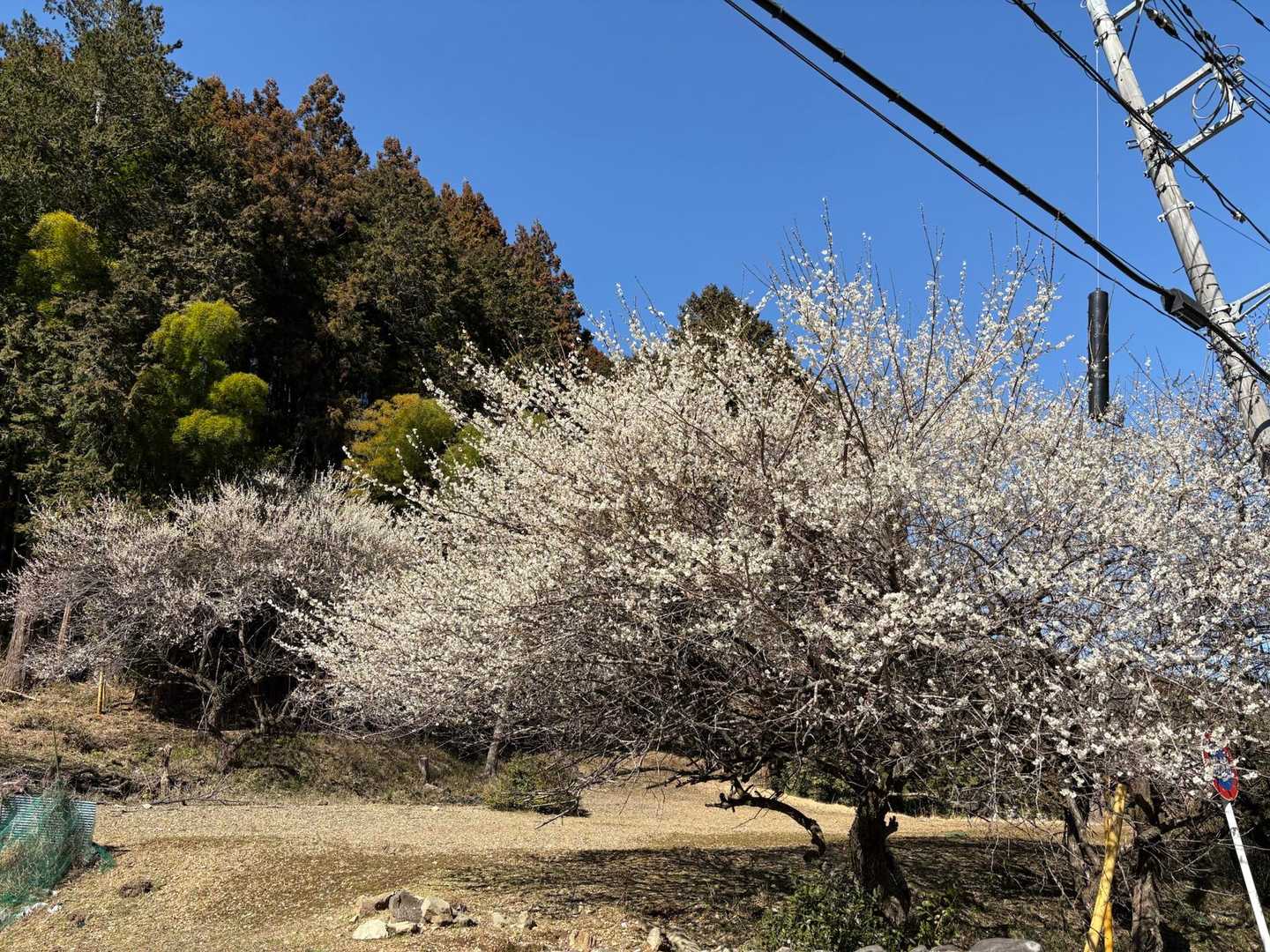 梅が満開😊