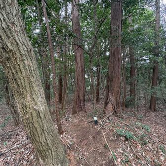 YAMAPの権現山山頂はこの辺り⛰️