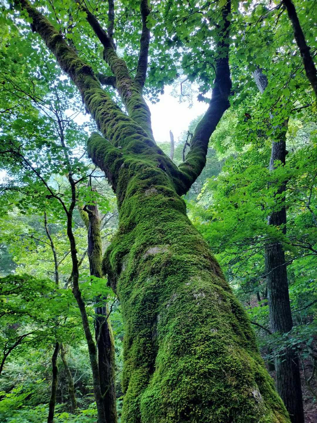 苔だらけ。イイ感じ