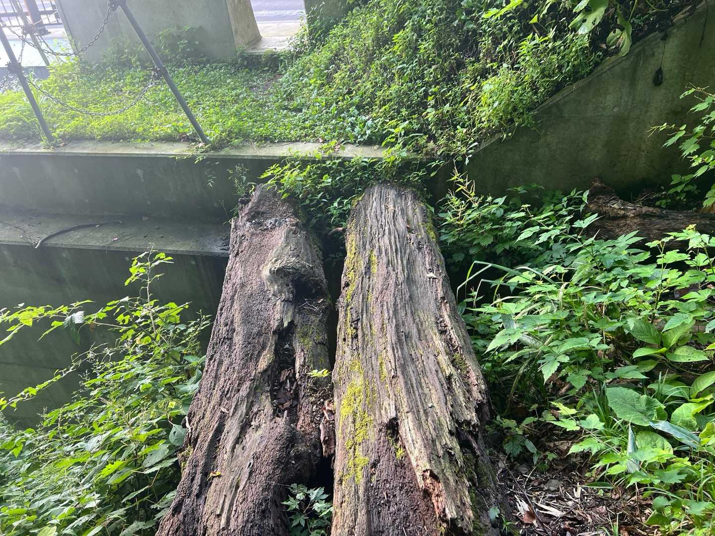 サクッとトンネル手前の橋！
濡れてて滑りそうで怖い😱