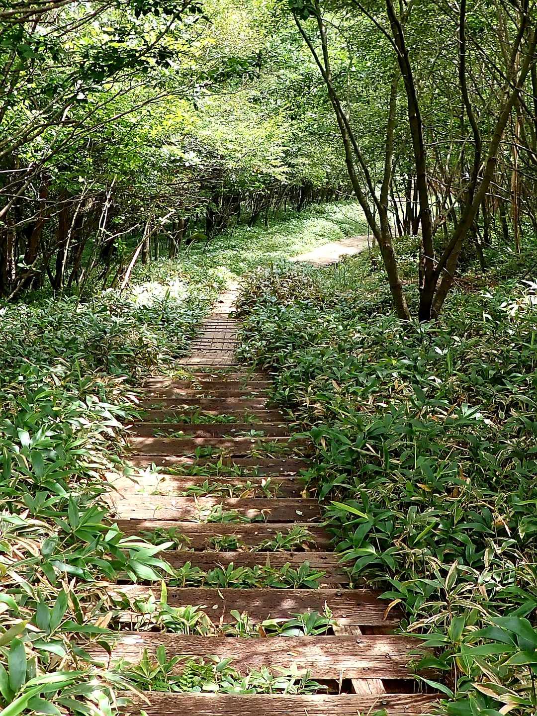 小沼側からの登山道は階段も多く歩きやすい。
3歳の女の子も歩いていた。