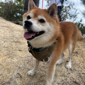 やっぱり山には柴犬ちゃんがよく似合う😍