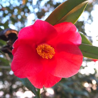 椿・・だと思いますが・・😅