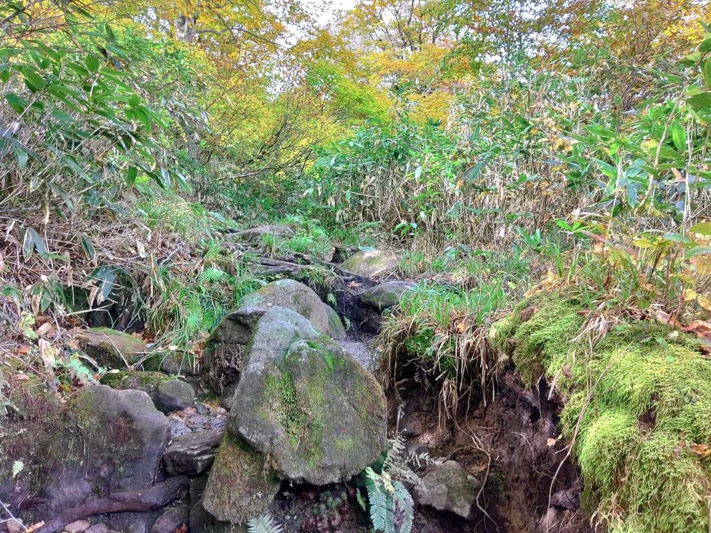 登山道に入ると険しい❗