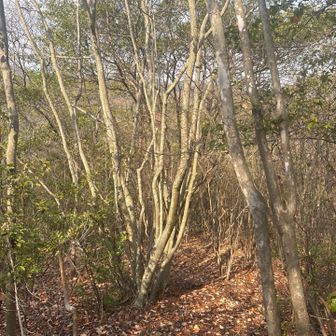 束になった木々🌴