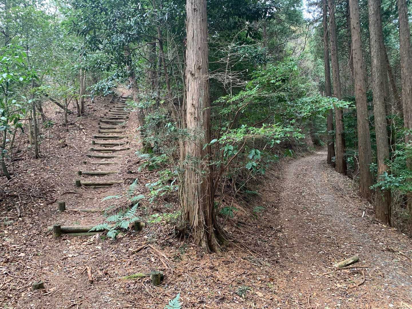 先の分岐の合流地点は新たな分岐点。左の階段を登って山頂に至りますが、右の林道を進んでも山頂には行ける。
