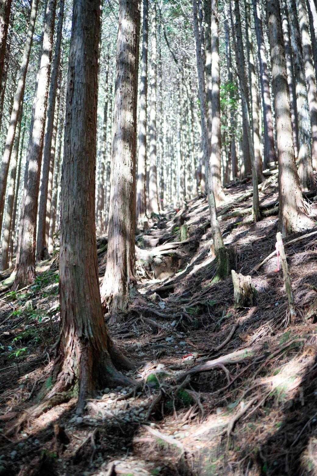 さらに急登