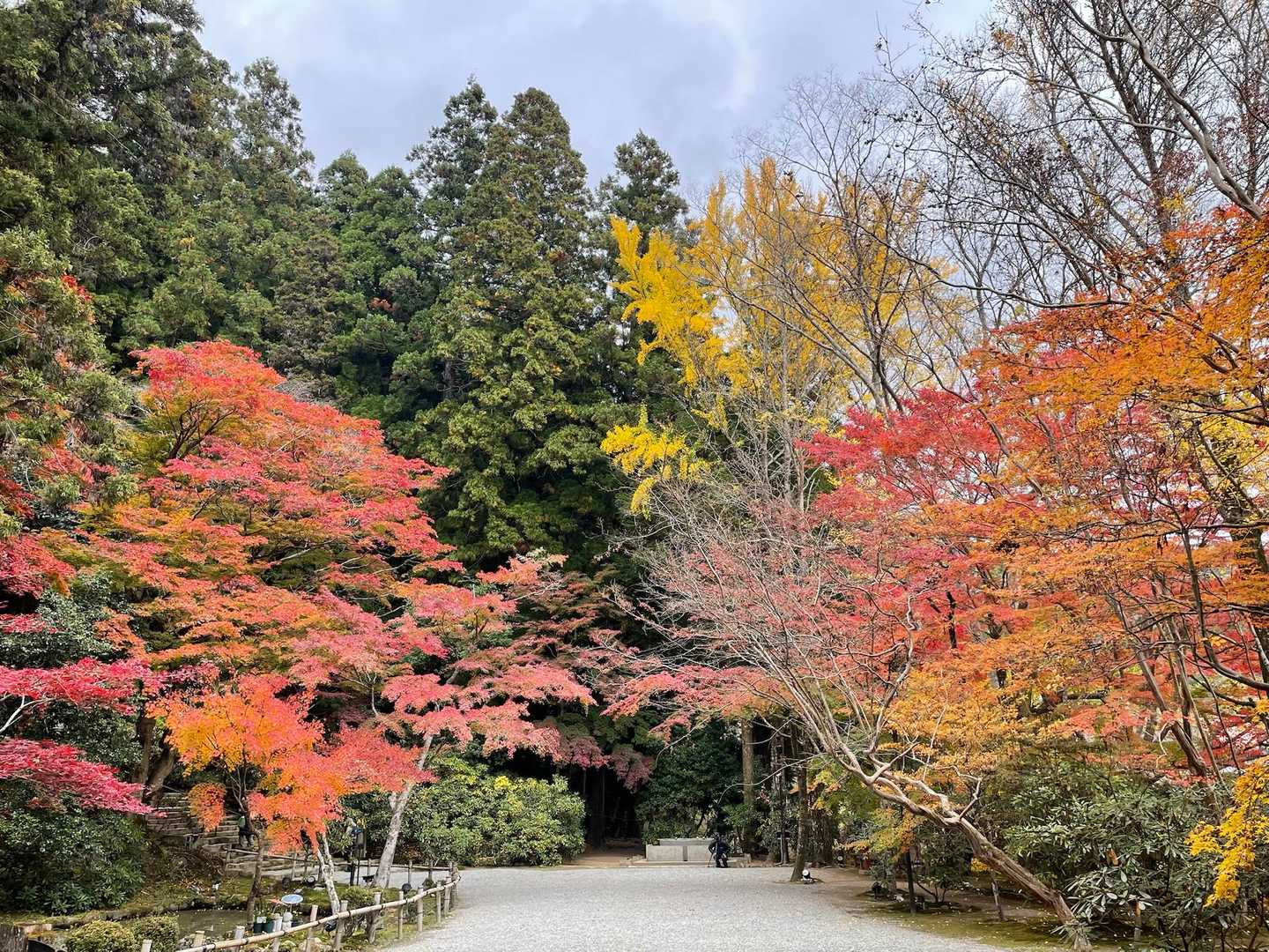 🍁写真には上手く写りませんね🍁