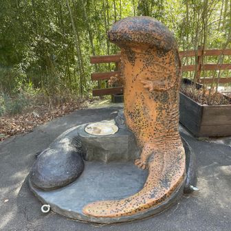 オオサンショウウオ🦎
らしい