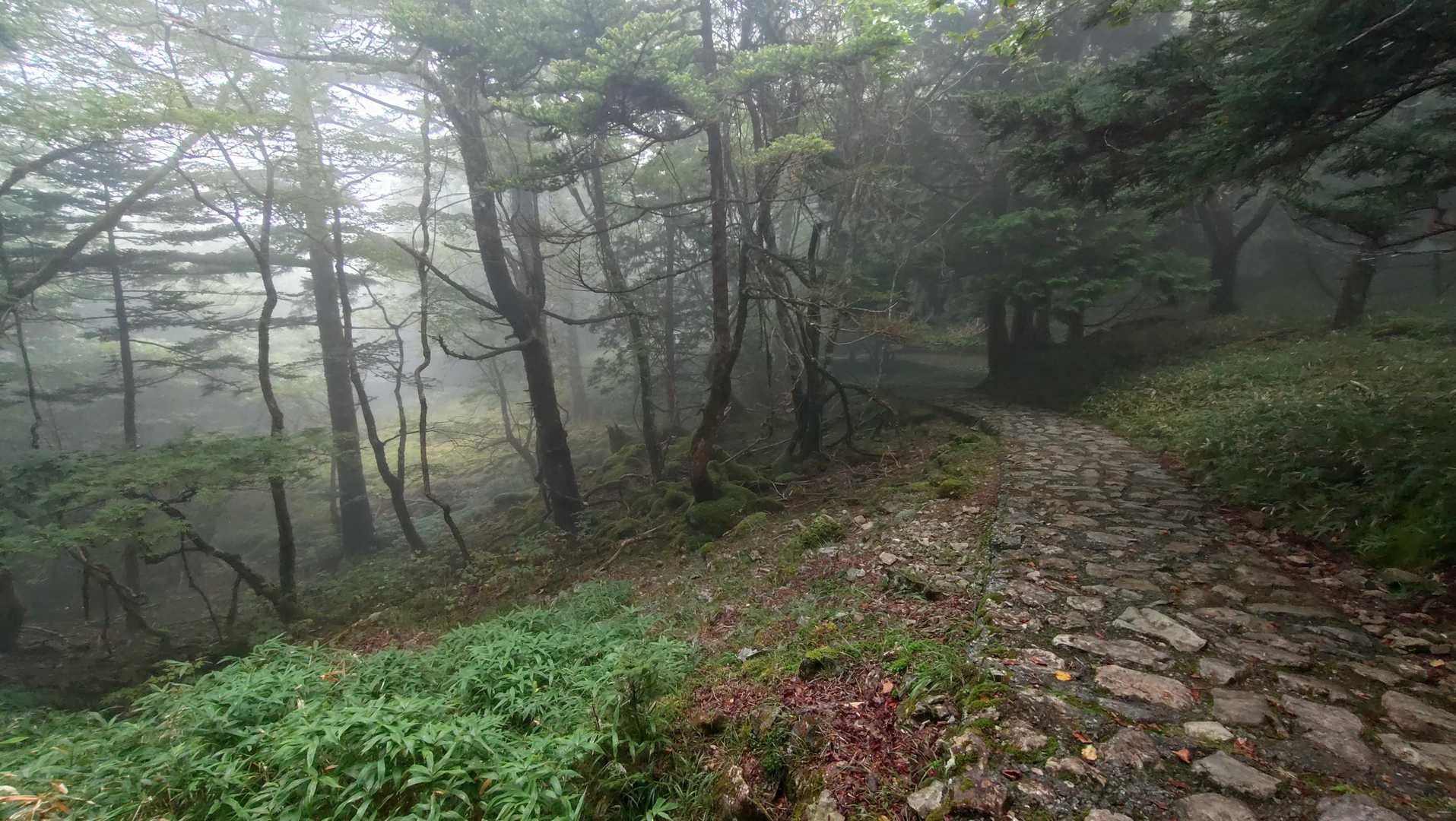 舗装された歩きやすい道です🙂