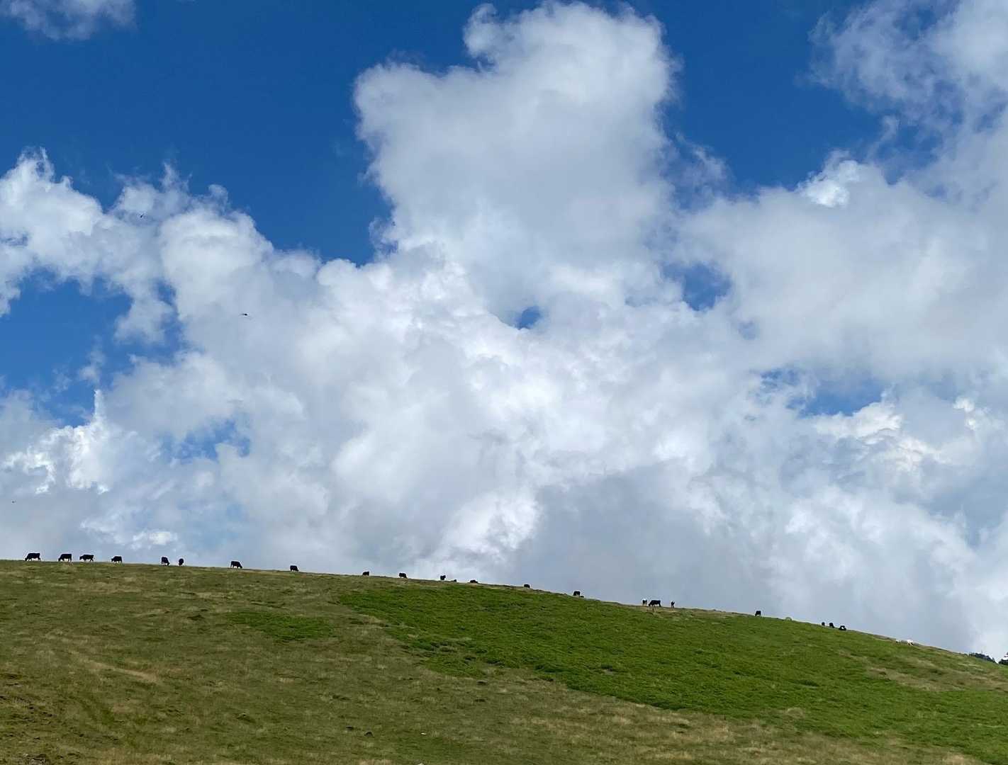 地平線に点々と牛🐂🐃🐄🐂🐃