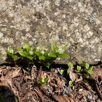 谷太郎分岐近くの岩にかたまってヒトリシズカ😍