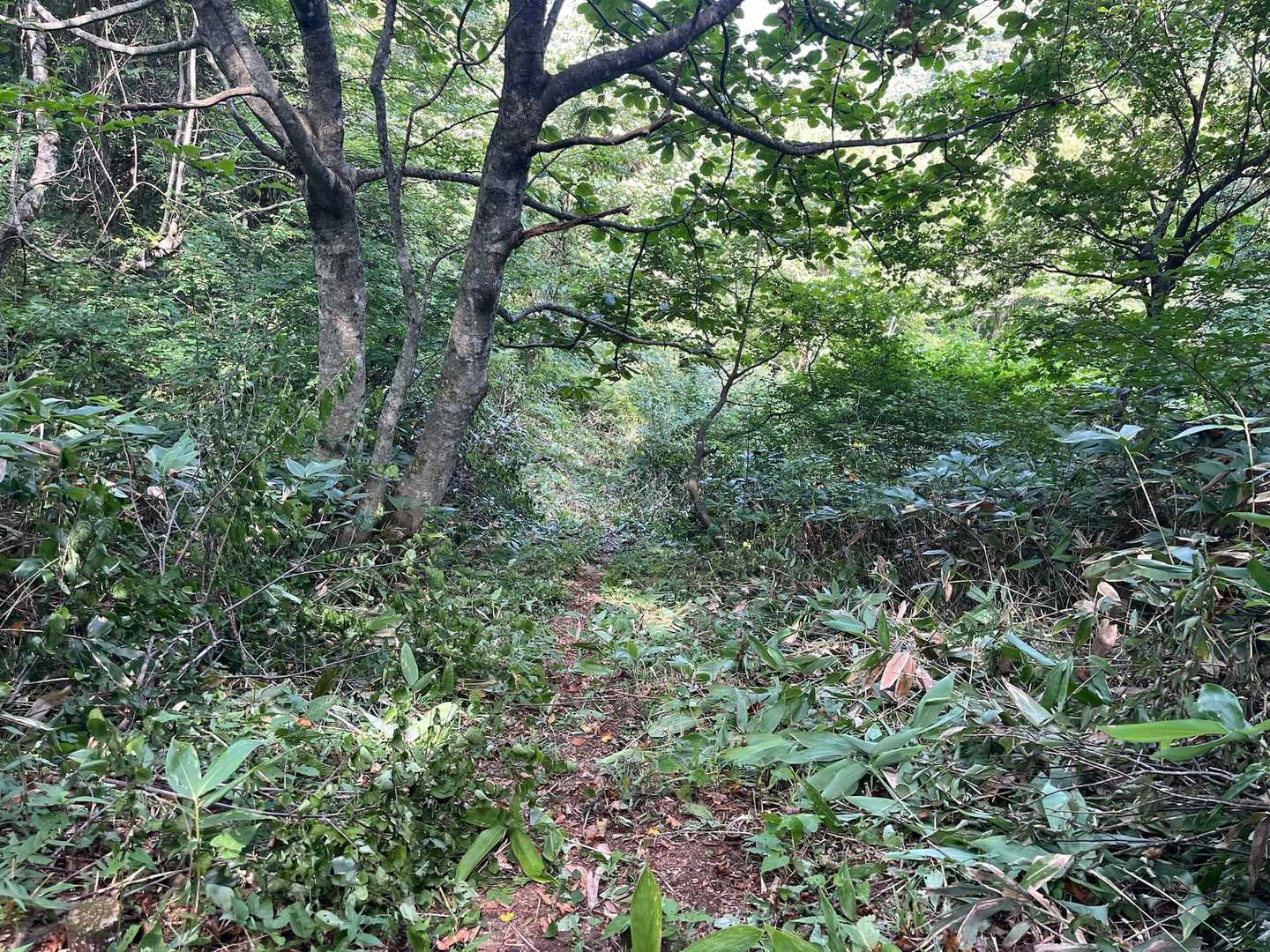こちらのルートは最近下草を刈って頂いている様子でした✂️