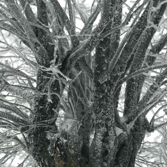 避難小屋横のこの木の枝ぶりが良いです