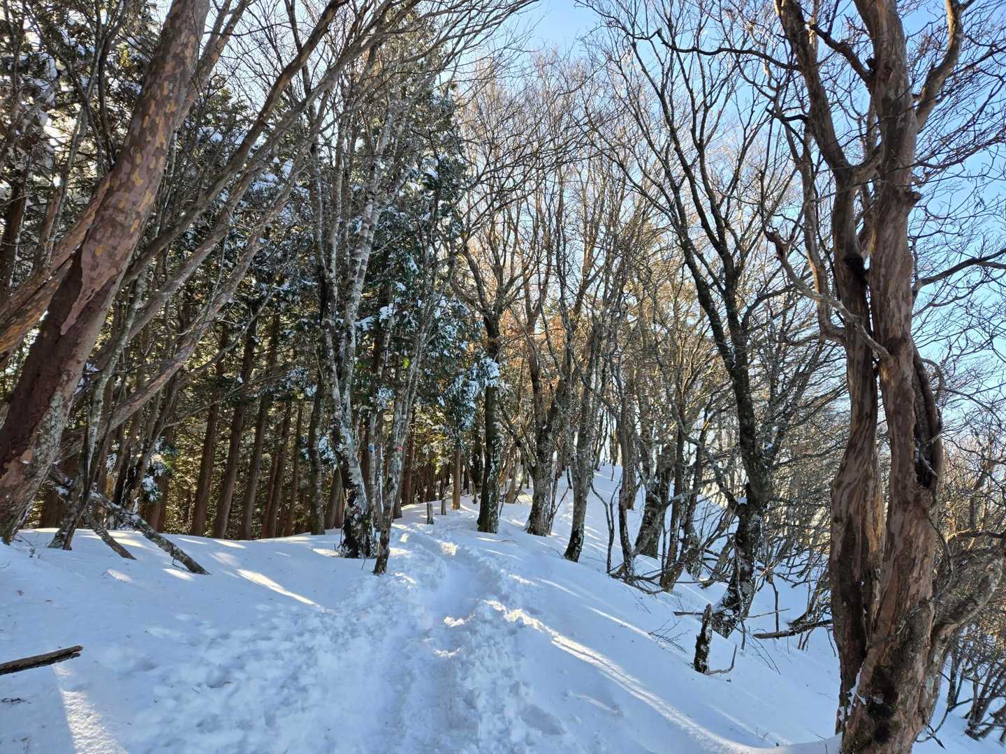 川合登山口-天女の頂 往復コースの写真