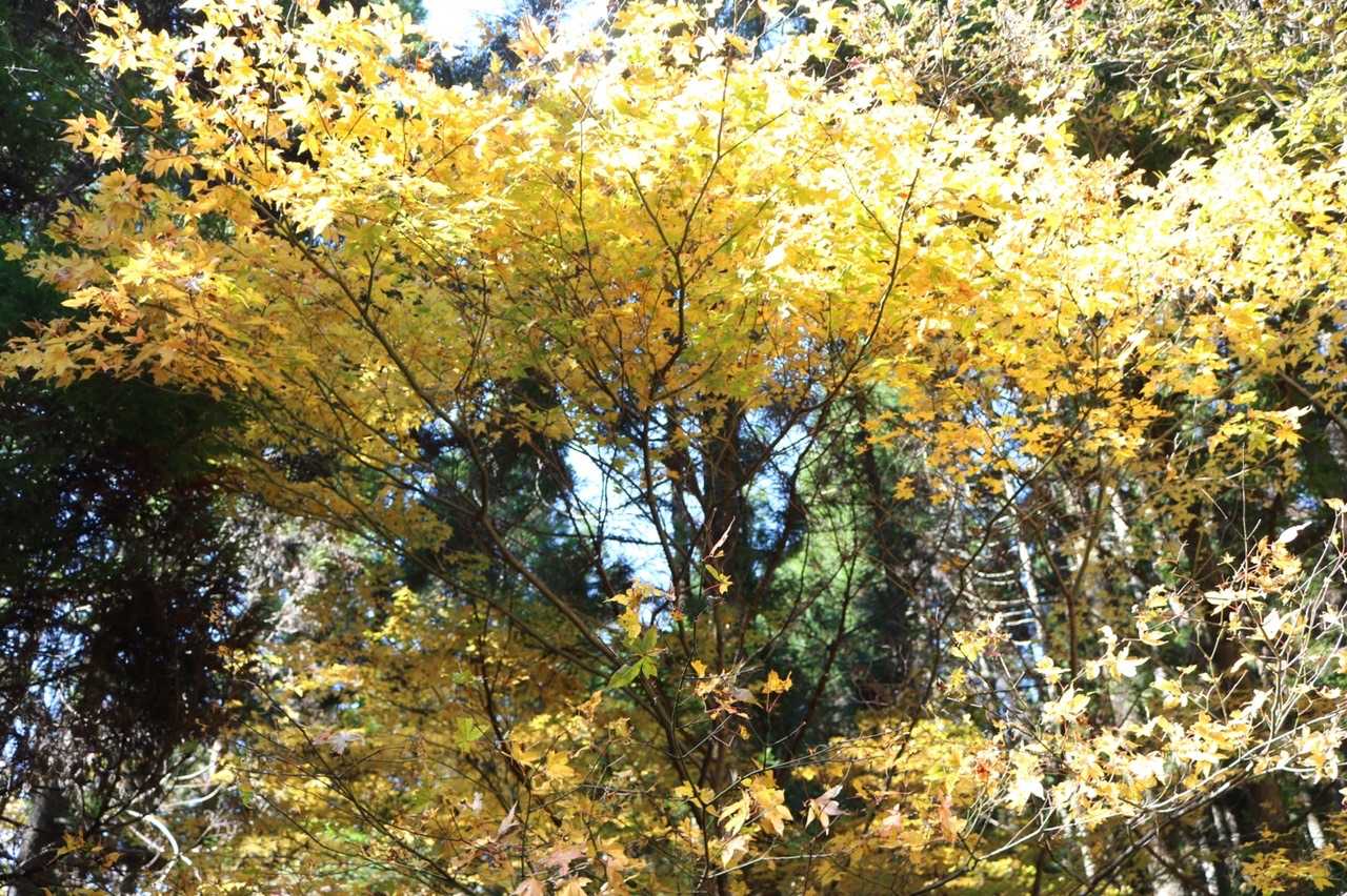紅葉がキレイでした🍁