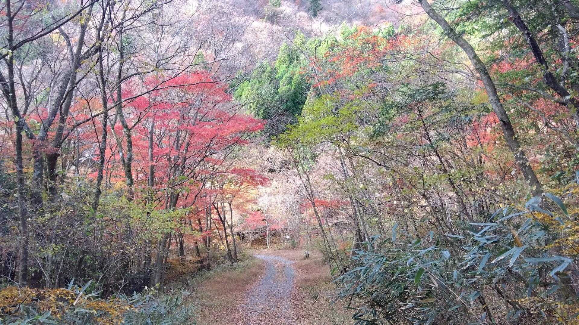 登りが辛くて、紅葉樹はコレだけしか撮ってません😂
