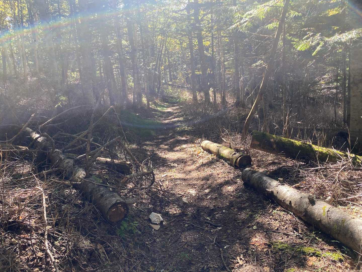 最後は歩きやすい道なので競歩で