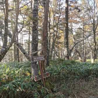 白ビソ山。登山道に標識があるだけ。景色なし