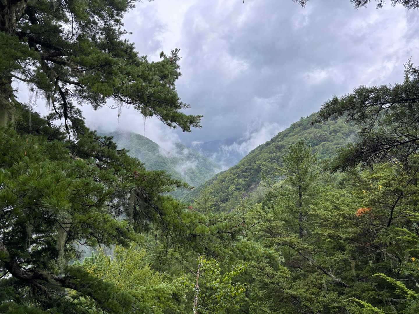 これから登るお山は雲の中🥲