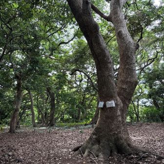 急登を登り大つぶら着
山頂は広場となっており昔の曲輪の跡？