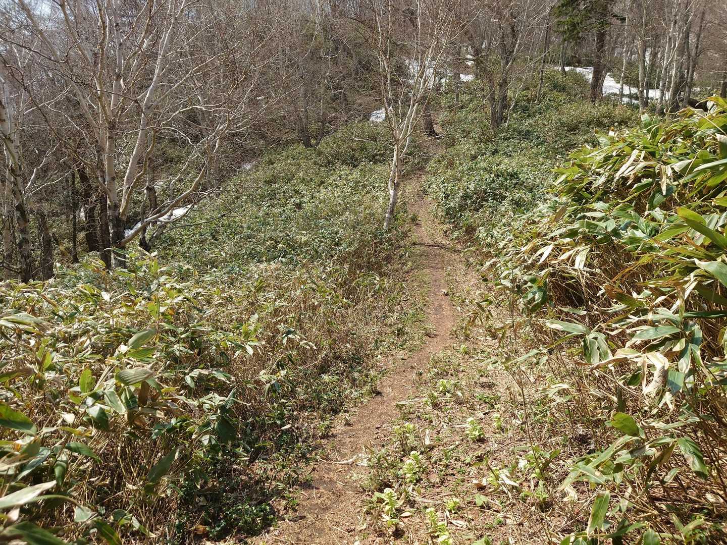 Qoo®平原まで来た！
すっかり笹の登山道になっちゃいました😅