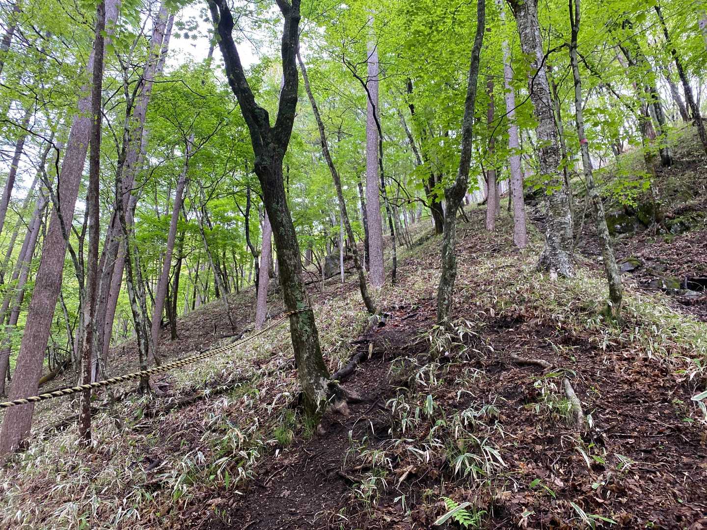 塔ノ沢登山口-小丸山-　 往復コースの写真