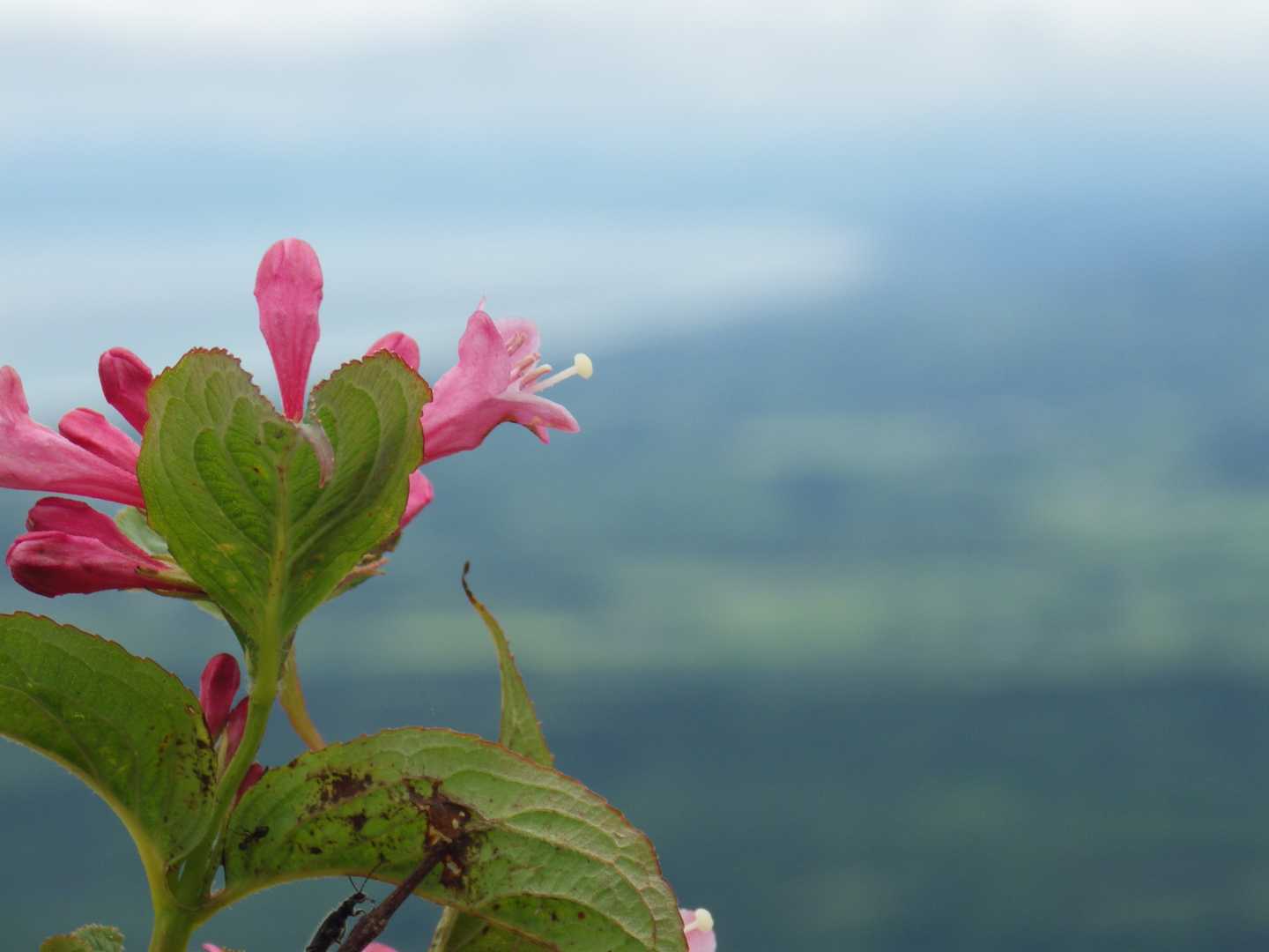 写万部山の写真