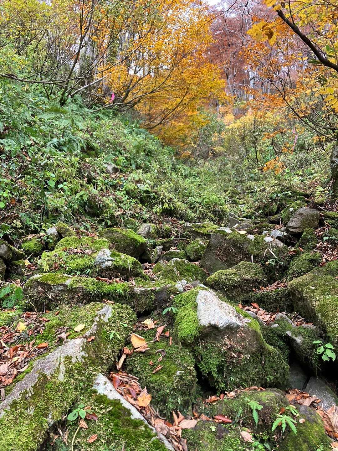 いきなりの苔むす岩登り、滑らないように慎重に登ります（帰路で撮影）