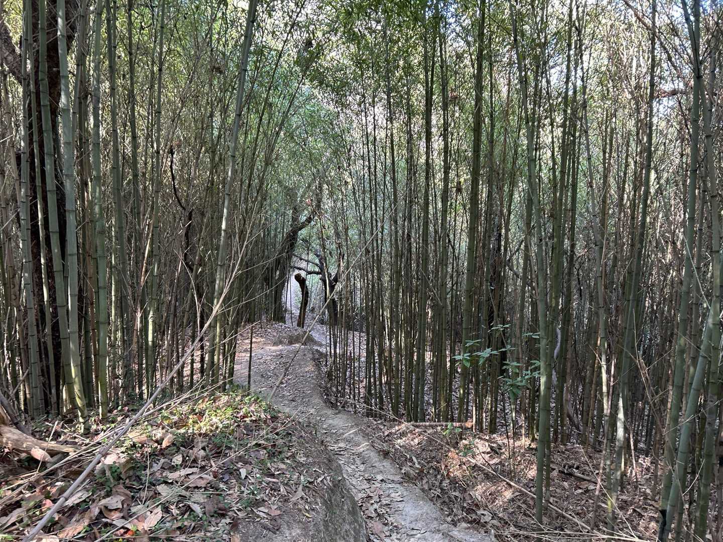 竹林を通り、日笠山へ戻りました。
今日は、ハイキングと言うよりも散歩と言う感じ(^^)