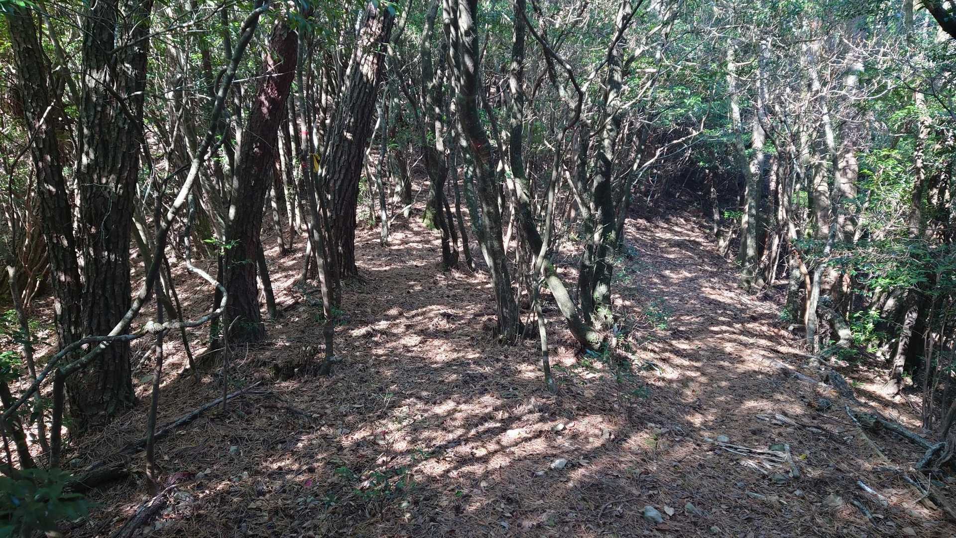 後世山登山口-後世神社-後世山-日向丸-矢筈山 周回コースの写真