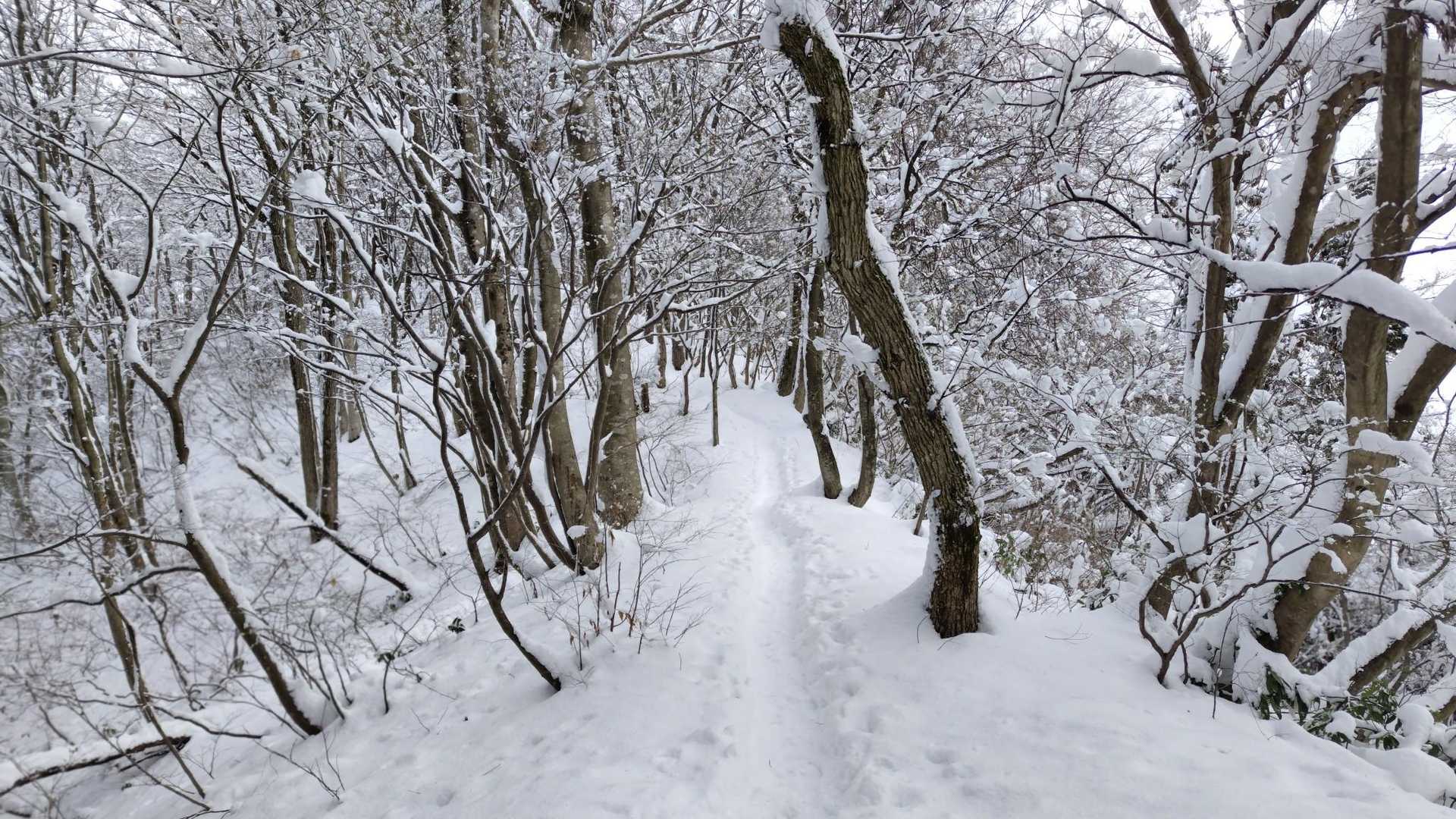 猿毛岳往復 | かぐや姫ロードの竹林と尾根歩きを楽しむ、加茂の小さな名山の写真