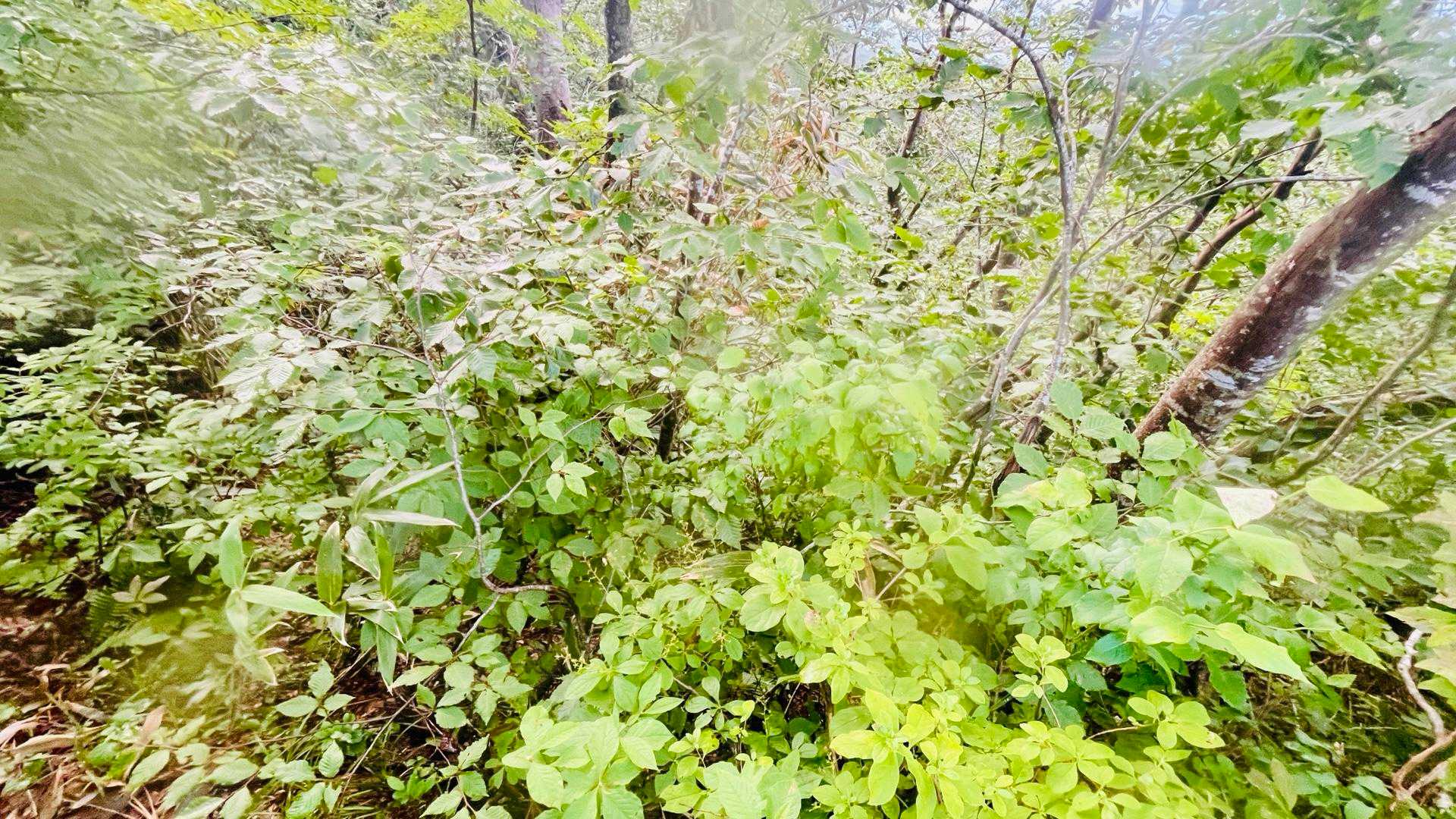 またまた獣臭

さすが東北

熊センサーの反応する頻度が高い💧


ちなみに自分は鼻がいい方で
登山道歩いてておじさん臭する…
って思ったら5分後くらいにおじさんを追い抜くことがよくあるw

子どもの頃から敏感

ただ慢性鼻炎w
どっちやねんw