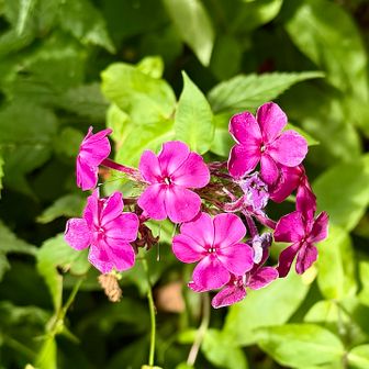 フロックス。キレイですが、何方か育てたお花が飛んできたものでしょう。