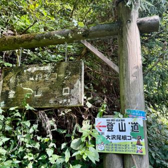 ここからは林道跡を下ります
