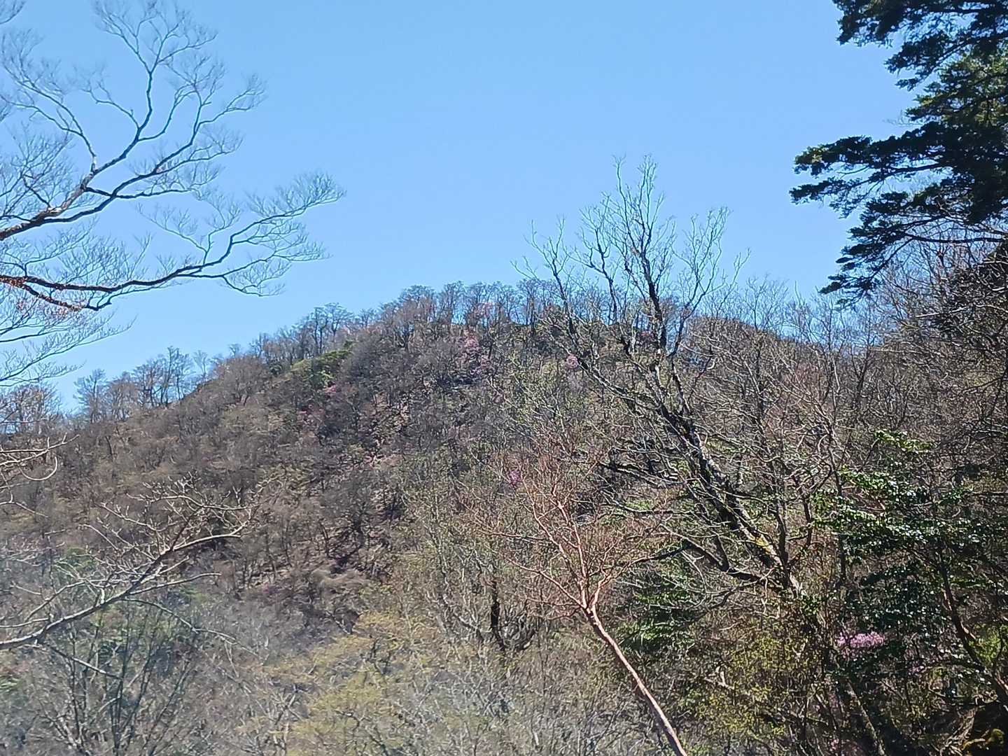 あっちが桑原山のようだ✨
斜面にポツポツとアケボノさんが咲いてる😍😍😍
肉眼では見えてた😁