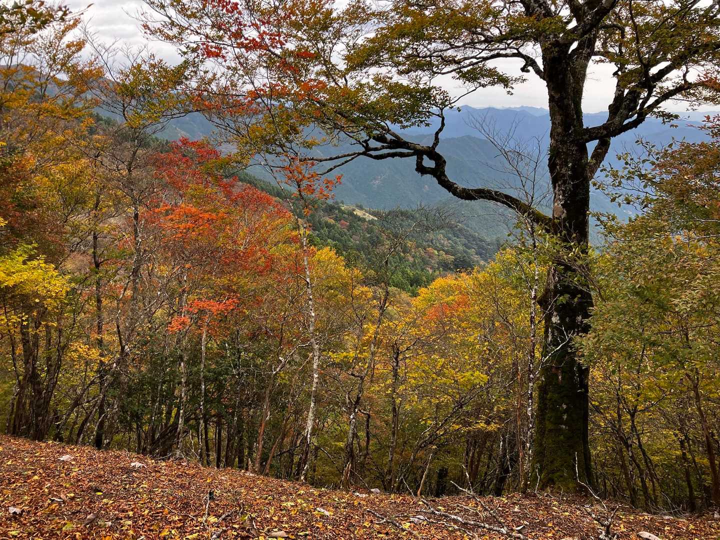 この辺は紅葉真っ只中