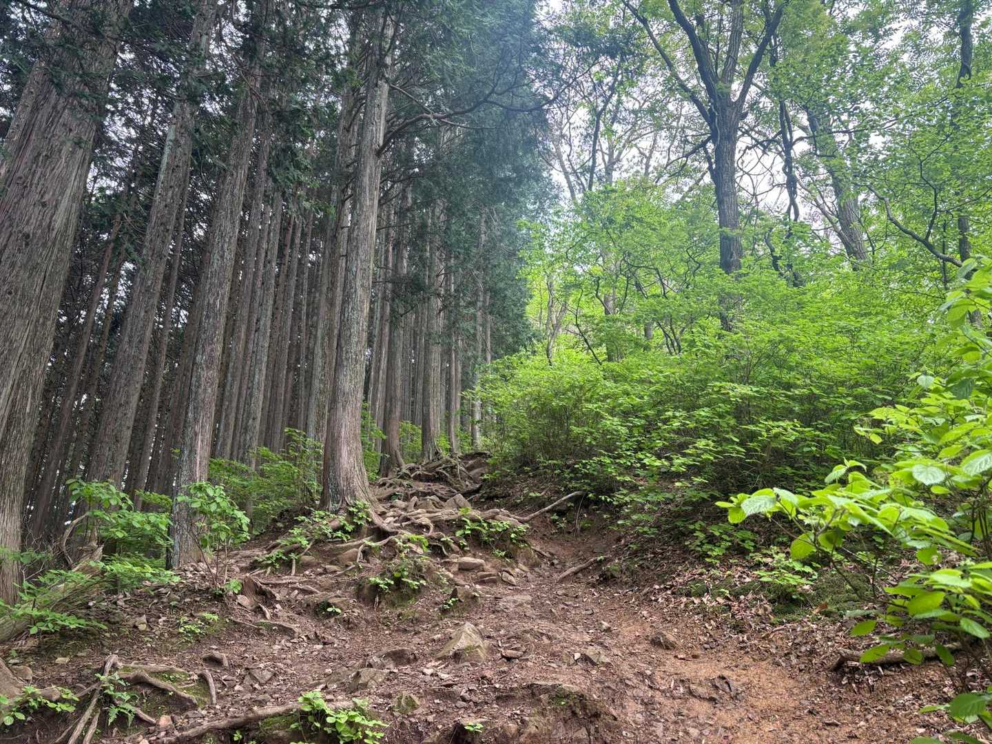 白谷沢登山口-棒ノ嶺(棒ノ折山)-黒山-逆川ノ丸-岩茸石山 縦走コースの写真