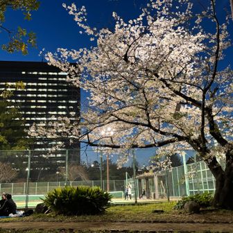 日比谷公園の桜も満開でした！🙌