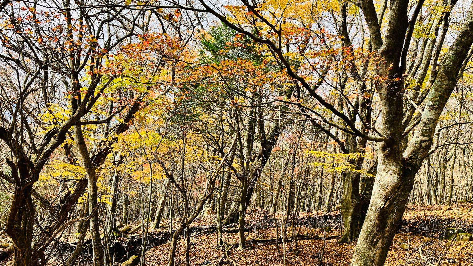 所々に残る木々の紅葉がとてもいい雰囲気🥰