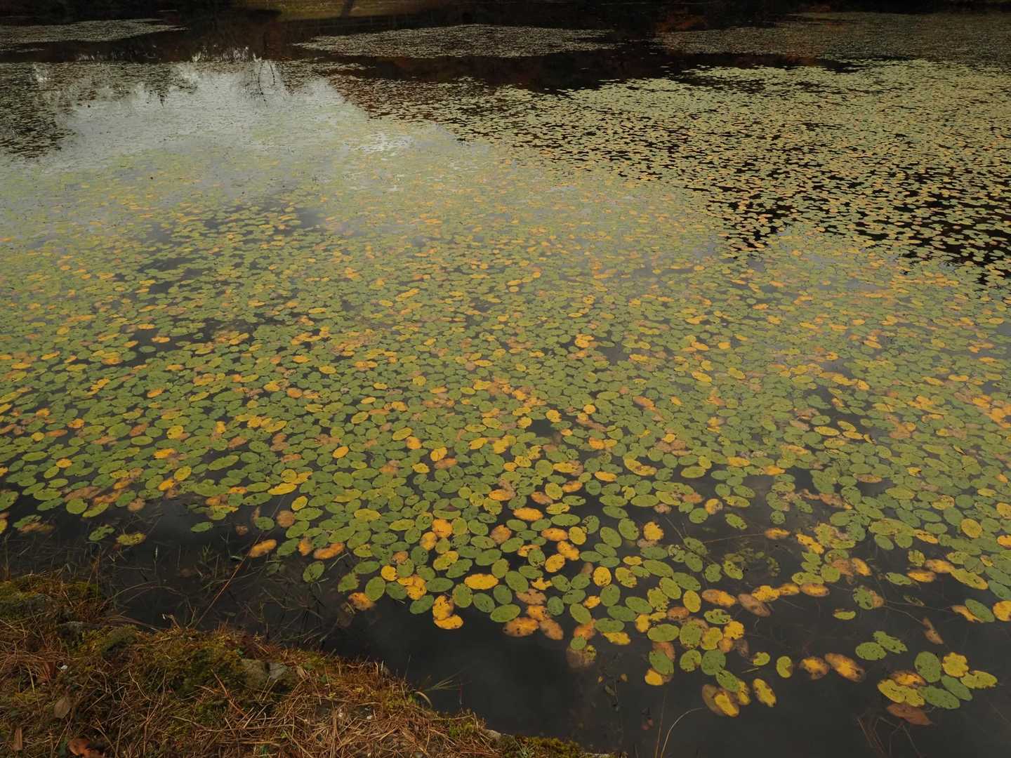 ここの植生は貴重との事、因みにこの水草はジュンサイとの事！😳知らなかった〜
あの食べられるやつです♪