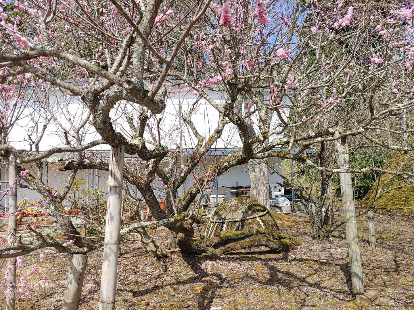 あの岩は御神体？