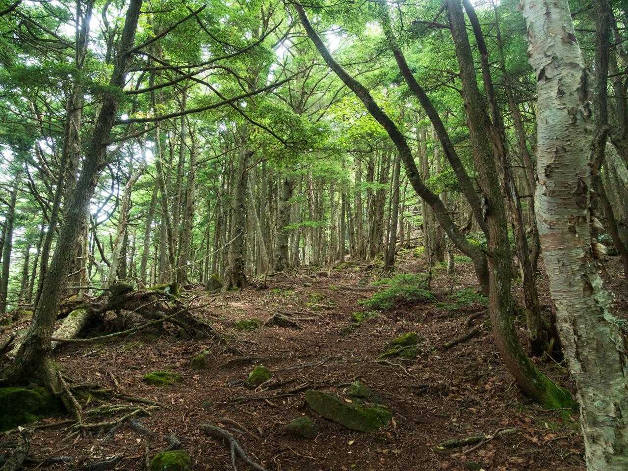 四阿山-花童子の宮跡 周回コースの写真