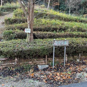 ツツジの季節は綺麗なんかな？☺️