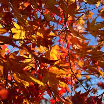 途中でピックアップしてもらい
袋田の滝　第二駐車場から〜

登山口までの道も彩り🍁✨