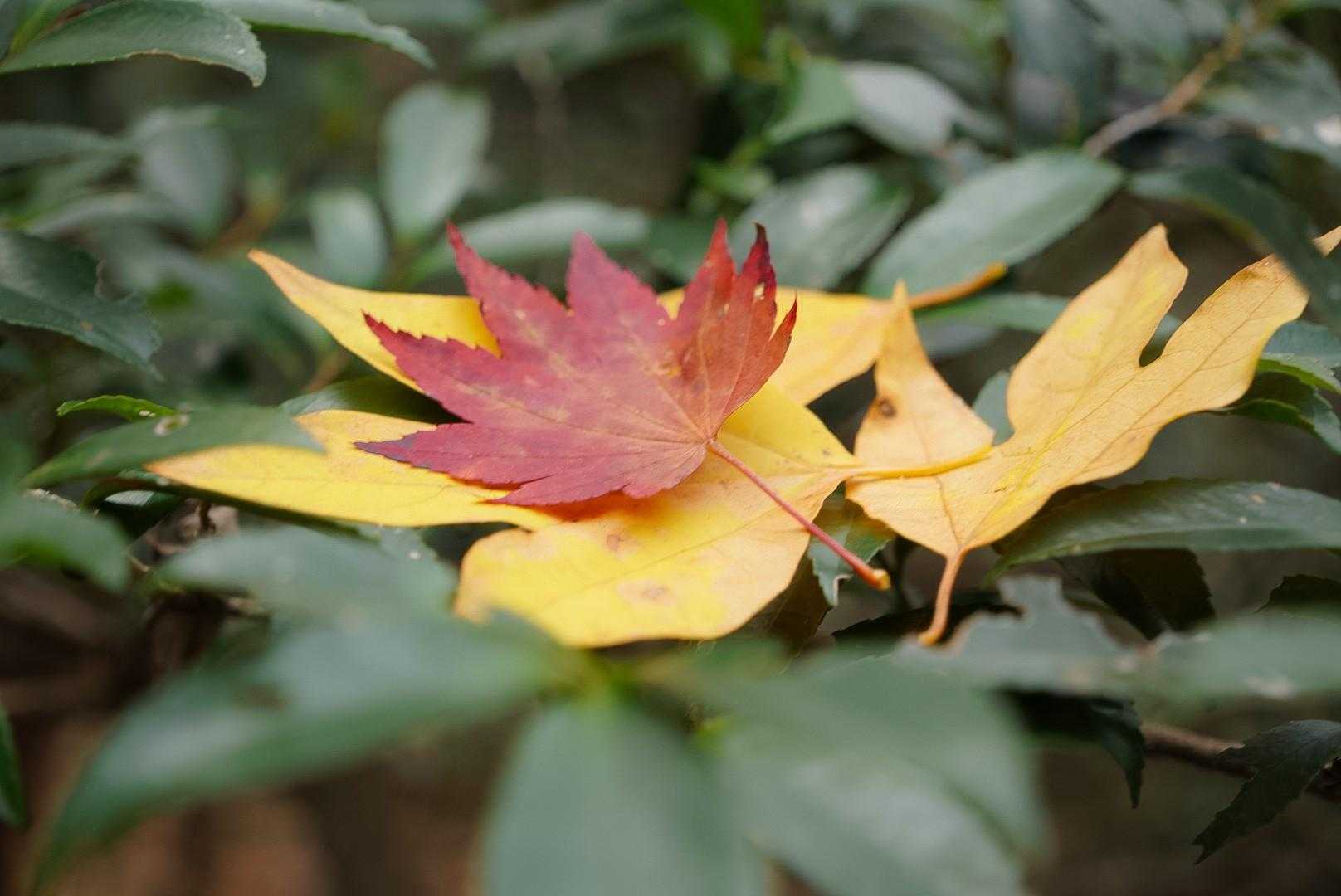 秋だね🍁